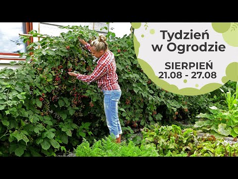 Wideo: Co robić w ogrodzie: regionalne porady ogrodnicze na sierpień