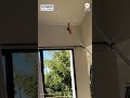 Couple uses flower to lure trapped hummingbird out of condo