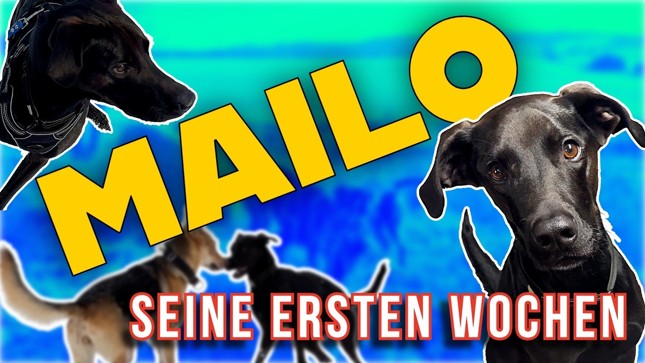 WIE HAT SICH MAILO ENTWICKELT?