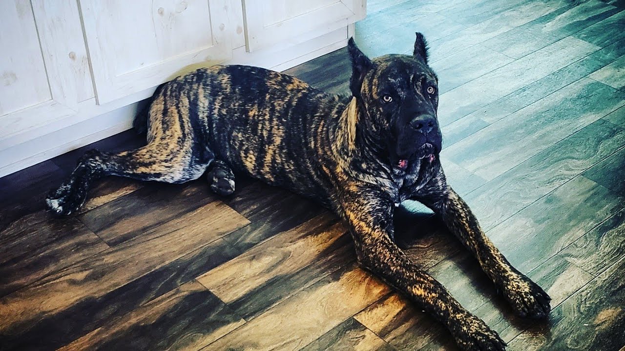 tempo cane corso