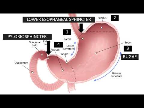 Zoom Class 5 - Gastric Anatomy Relevant to Endoscopy - by Dr. Selvi Thirumurthi, MD.