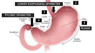 Zoom Class 5 - Gastric Anatomy Relevant to Endoscopy - by Dr. Selvi Thirumurthi, MD.