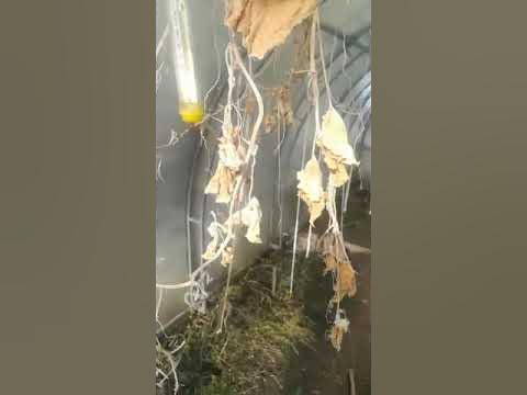 Теплицы Ясна зимой - внутри +18, а снаружи снег - YouTube