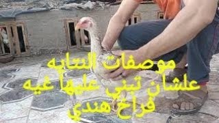 موصفات النتايه علشان تبني عليها غيه فراخ هندي