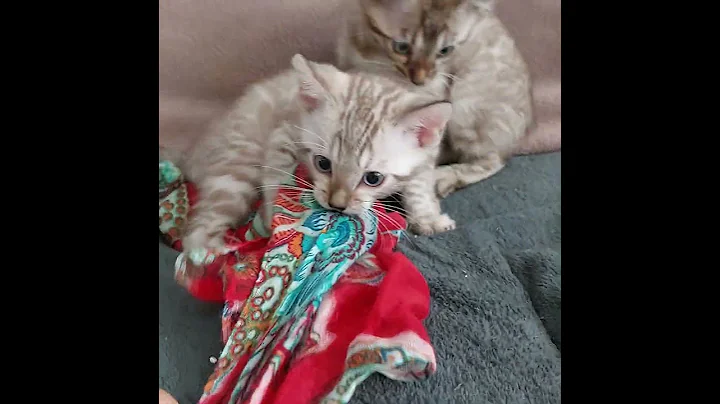 Watch the video about Fighting a snake #bengal cat #kittensofinstagram #funnykitten #funnyvideos #kittencomedy