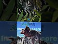 Indominus rex vs ultimasaurus jurassic world edit