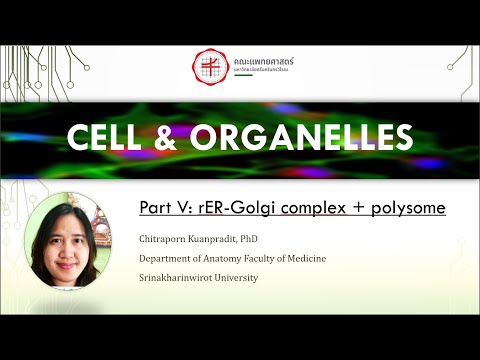 05 Cell organelles rER+Golgi+polysome