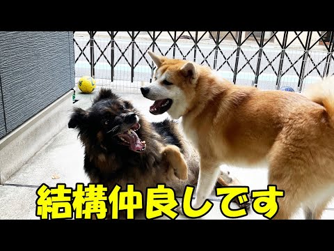 夜遊びしてます。秋田犬そら・シェパード犬マック