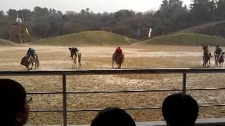 제주도 승마공연장