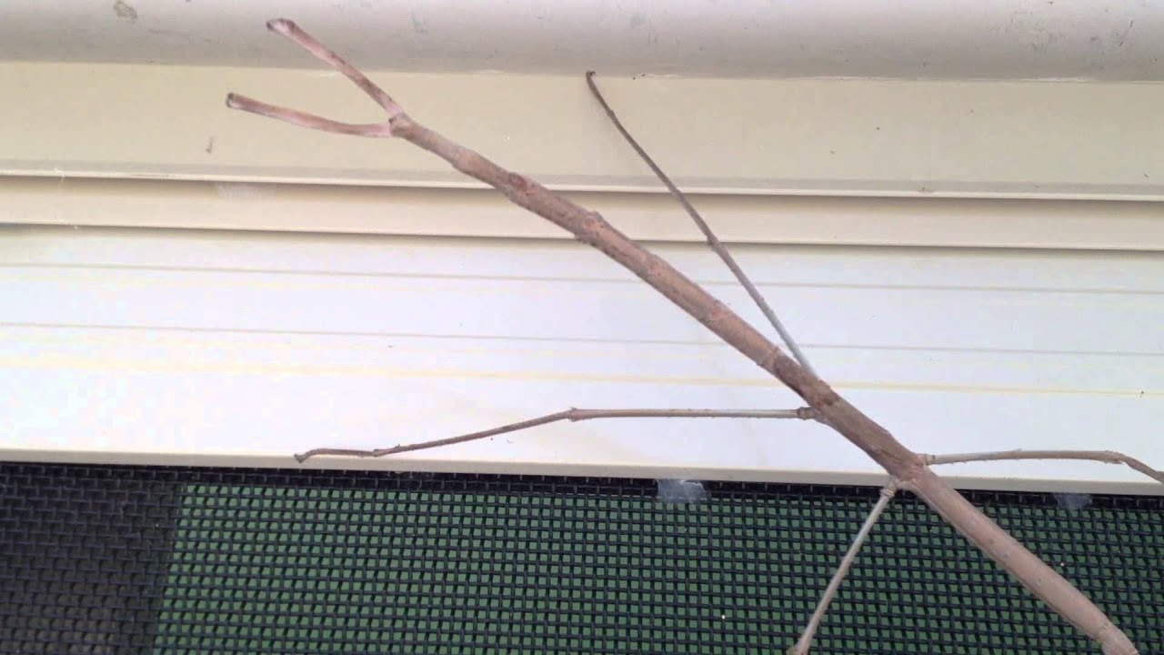 Large Stick Insect