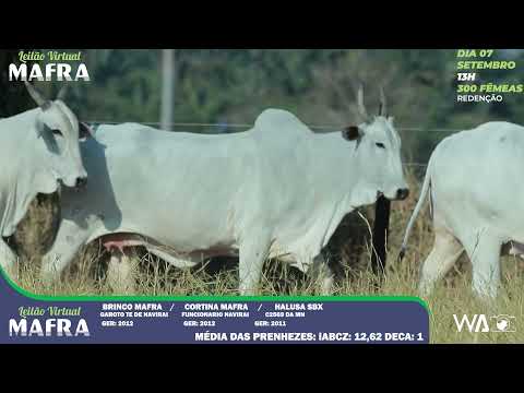 LOTE 64   MFRA 752,1103,SBX A9285