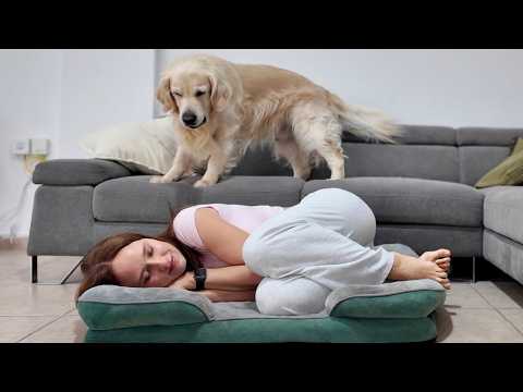 Stealing My Dog's Bed | Hilarious Reaction