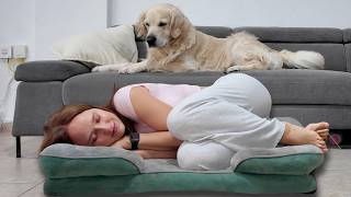 Stealing My Dog's Bed | Hilarious Reaction