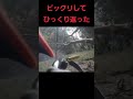 (珍動画 )ビックリしてひっくり返った鹿 何故? #狩猟 #鹿 #hunter #熊野犬