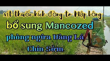 kích đòng xịt gì? đòng to mập bông | bổ sung Mancozed phòng trừ vàng lá chín sớm | Nông Dân Miền Tây