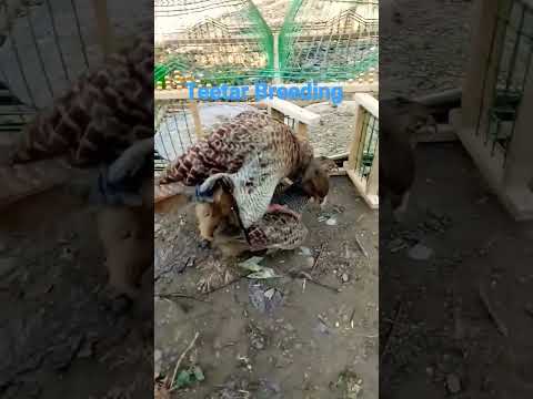 Video: Partridge abu-abu, keklik, francolin, merak adalah burung dari keluarga pegar