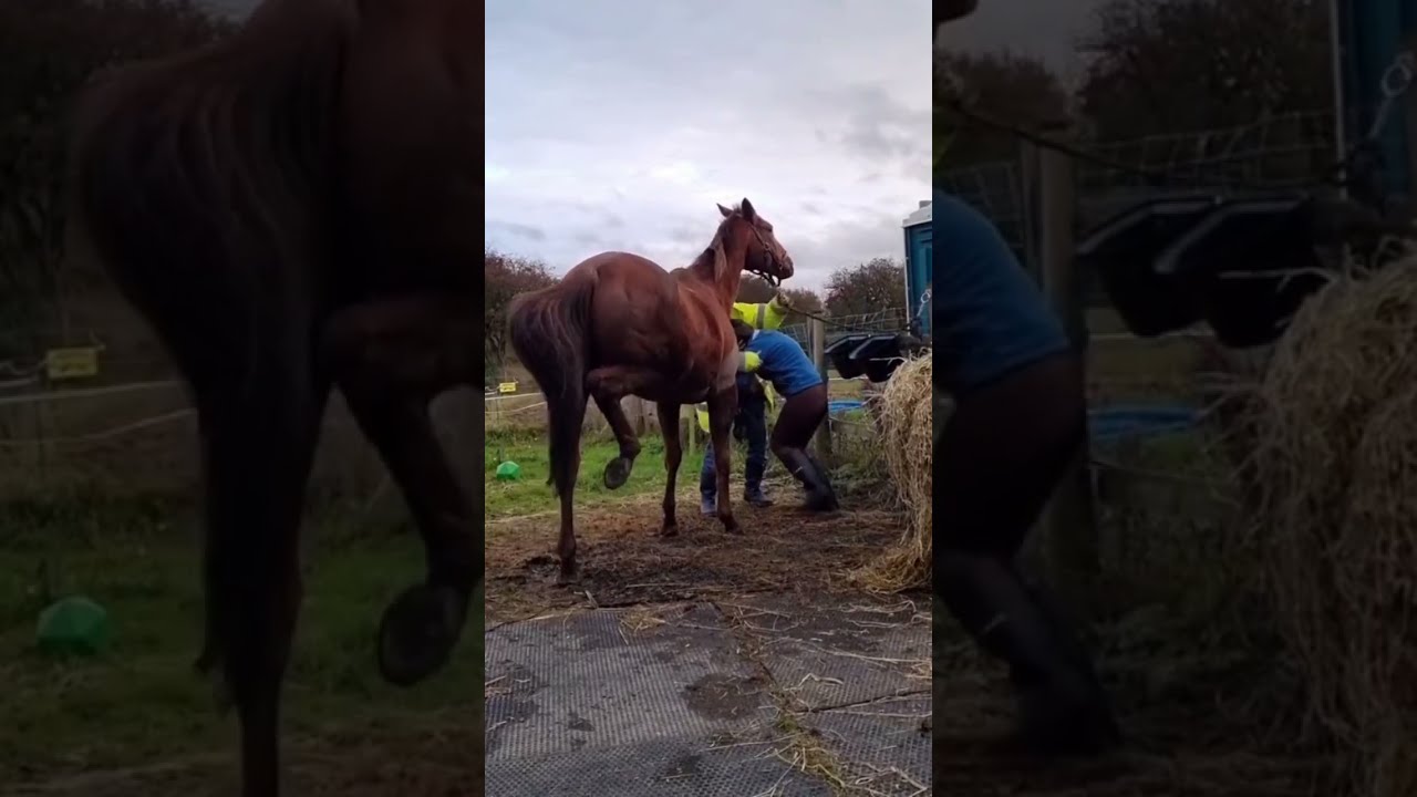 The Horse Kick Her On Head Shorts 2021