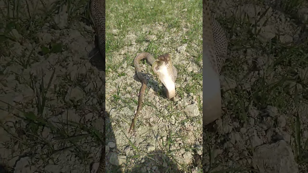 Indian Spectacle Cobra Snake Rescue 