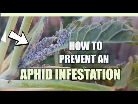 How to Prevent an APHID INFESTATION - Best organic, non-toxic pest control method!