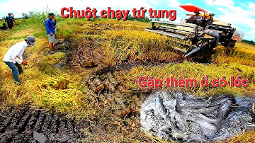 Hôm nay bắt chuột theo máy cắt lúa trúng mánh chuột chạy chụp không kịp và thêm bầy cá lóc lên ruộng