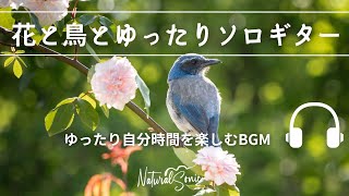 Natural Sonic 「 花と鳥とゆったりソロギター」  ゆったり自分時間を楽しむBGM