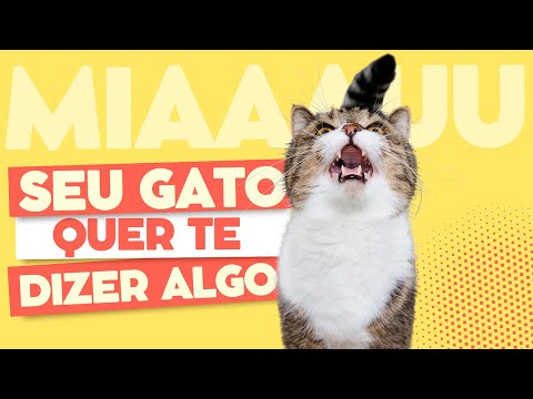 Sou Gato 