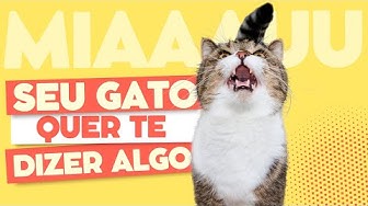 Sou Gato 