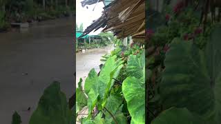 ฝนตกที่โคราช อากาศดีดี #plant #gardening