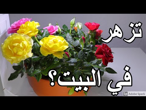 زراعة الجوري المصغر داخل البيت في اصيص والعناية به باسلوب جديد