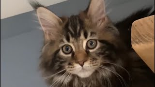 Maine Coon little kitty Isabel- playing with her tail - funny animal video mainska myvaly kocka