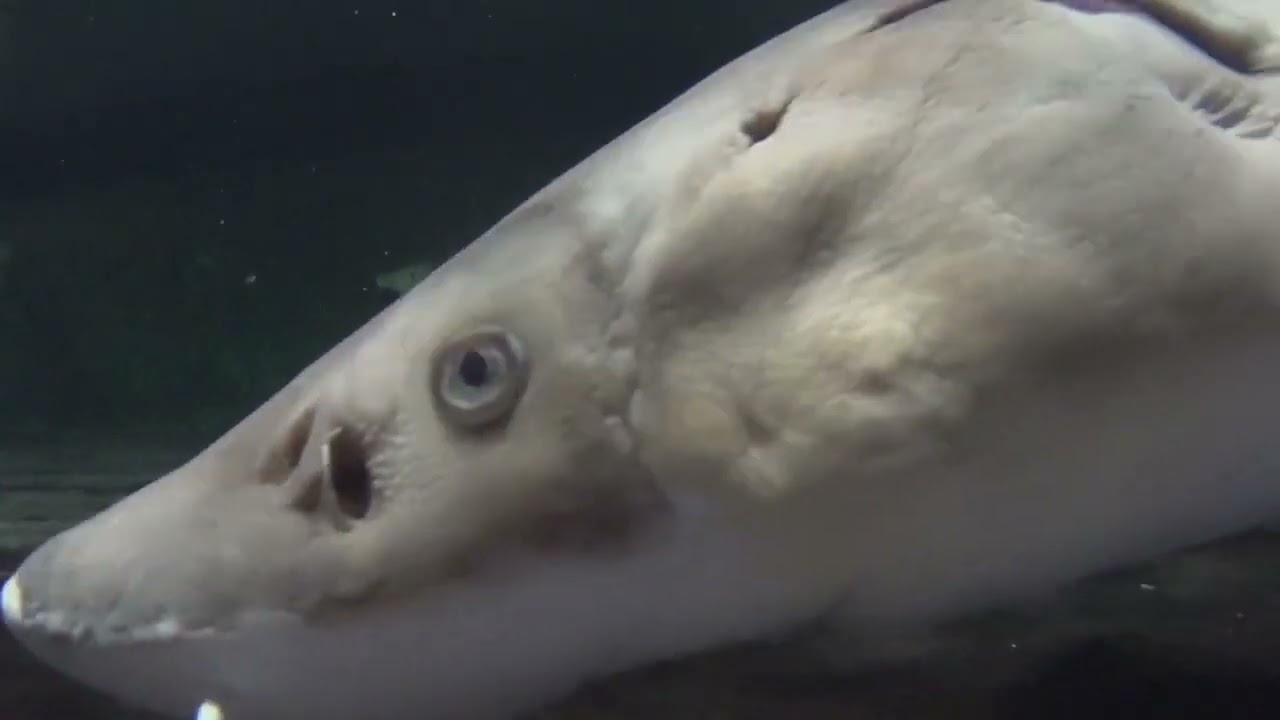 研究 学習の動画 滋賀県立琵琶湖博物館