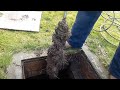 Root Removal from Blocked Manhole - Jem the Root Destroyer Back in Action