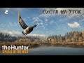theHunter Call of the Wild #2 - Охота на Уток в Озерном Крае Лейтон