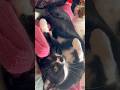 4匹勢揃い🐈お昼寝ちゃんたち【猫動画】