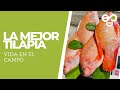 Vida en el campo "cultivo de tilapia"