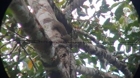 Hunting squirrels and birds eat Banyan fruit #1