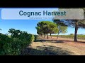 Cognac Harvest with Cognac Bertrand
