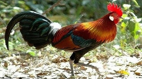 Vẻ đẹp của g.à rừng rặc thả rông như g.à nhà