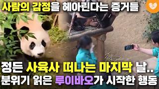 루이바오 후이바오가 사람의 감정 헤아릴 줄 안다는 증거 🐼 정든 사육사 떠나는 마지막 날 루이의 행동