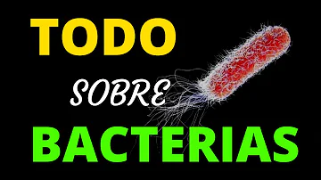 ¿Dónde se encuentran las bacterias lácticas en el organismo?