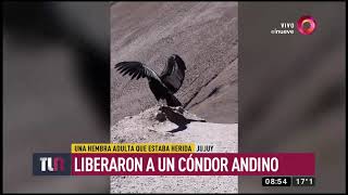Jujuy: Liberaron a un cóndor andino