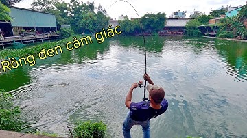 ✅ Cần câu cá carbon giá rẻ, nhẹ, trâu bò, test hồ cá tra 50k Sài Gòn | DUY FISHING