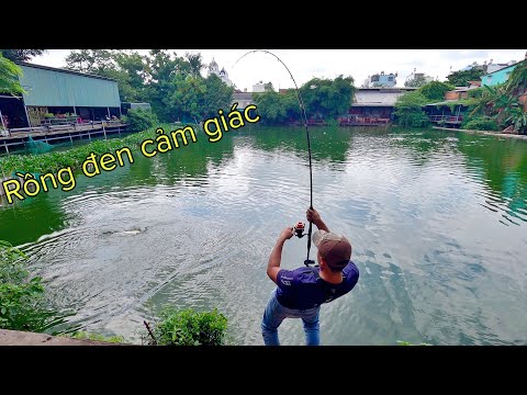 Video ✅ Cần câu cá carbon giá rẻ, nhẹ, trâu bò, test hồ cá... - youtube