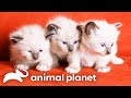 Siamese kittens adorable christmas antics  too cute  animal planet