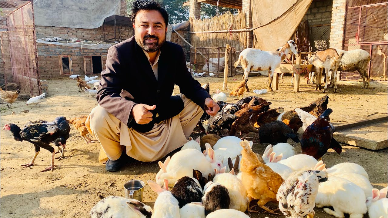 Khobsorat sunny day sub zoo members aj bahut khush Han ❣️🦚🦜🦅🦆🐧🐐🐑🐦‍⬛🪿🐓🦚🐰
