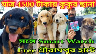 মাত্র 4500 টাকায় কুকুর ছানা কিনুন🐕🐕Serampore Dog Market | Serampore Pet Market | Dog Market