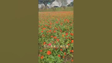 Thumbnail of #당신곁에 늘 언제나 #Always with you #솜소리가야금연주단 #장성군 #황룡강 #백일홍 #백일홍꽃말 #인연  #엘로우장성 #황룡강꽃축제 #southkorea