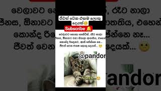 pappastarter Packdjattitude funny funneymemes trendinglove shorts pandahappy 