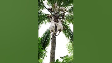 Goats in Action! Climbing Trees Like Acrobat Masters 🌳 #wildlife #new # #ai #africa #nature #monkey