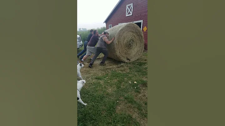 How many men does it take to roll a haybale?
